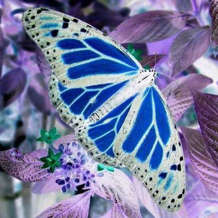 Beauty on flower Butterfly pictures, Beautiful butterflies, Beautiful birds