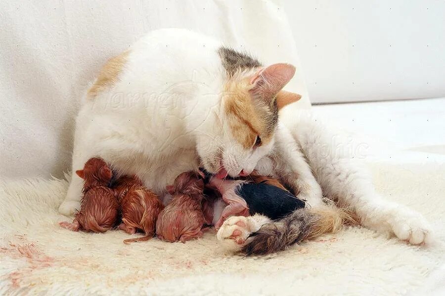 Кошка и котята после родов. Новорожденные котята. Кошка с новорожденными котятами.