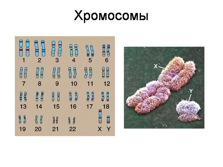 1 Хромосома. Кольцевая хромосома. Хромосомы эукариот. P В хромосомах. Кольцевая хромосома 1