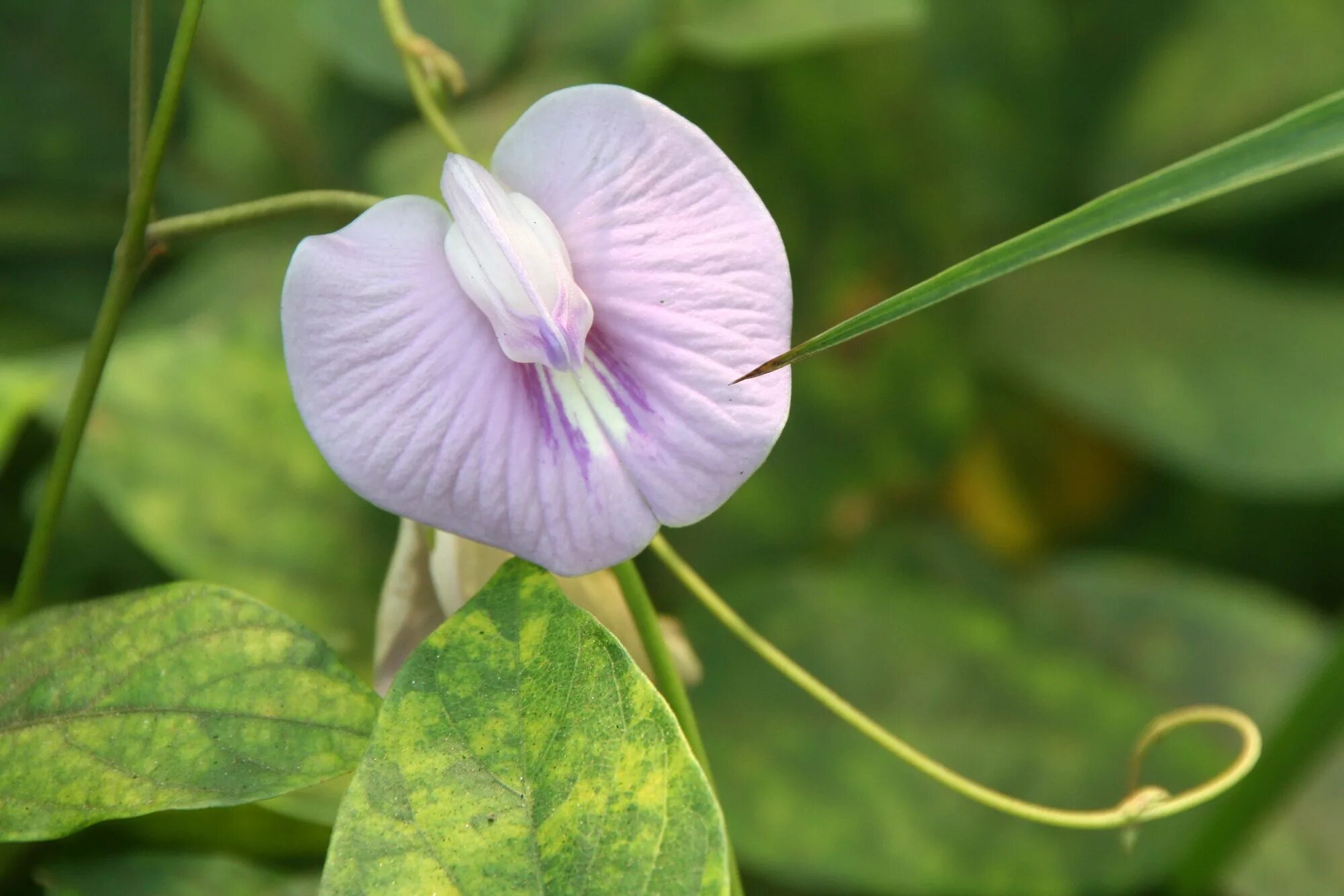 Покажи цветок гороха. Клитория пиздоцвет. Clitoria ternatea. Клитория цветение. Клитория розовая.