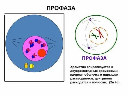 Двухроматидные хромосомы во время мейоза