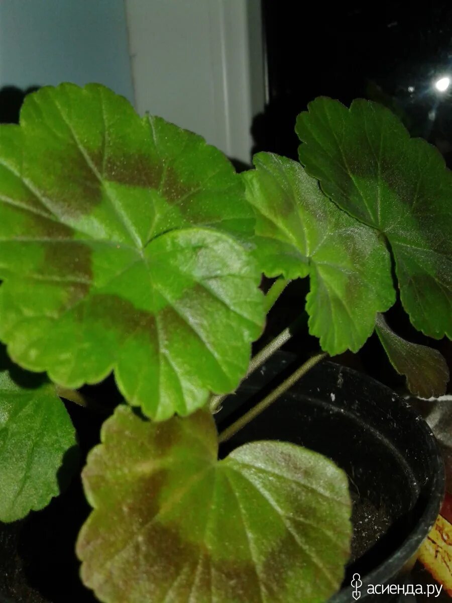 Пеларгония Оакфилд. Пеларгония коричнево-зеленые листья. Лист герани. Листок герани.