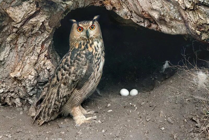 Неясыть чако. Европейский филин (bubo bubo). Филин живет. Филин живет. Соломонская ушастая сова.