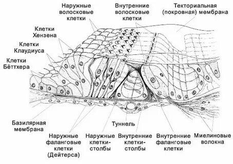 Внутренние волосковые клетки