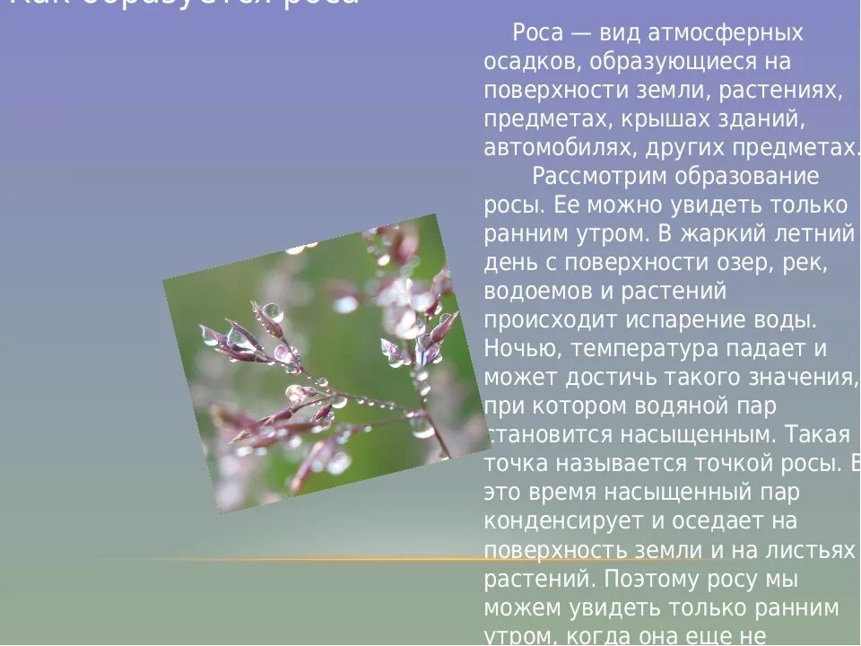 Доклад на тему роса. Как образуется роса. Роса презентация. Как образуется роса физика. Почему выпала роса