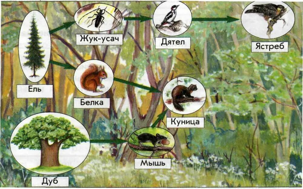 Составить цепь питания в экосистеме. Пищевые цепи питания в еловом лесу. Схема цепей питания в Лесном сообществе 3 класс окружающий. Цепь питания леса. Пищевая цепочка в лесу.