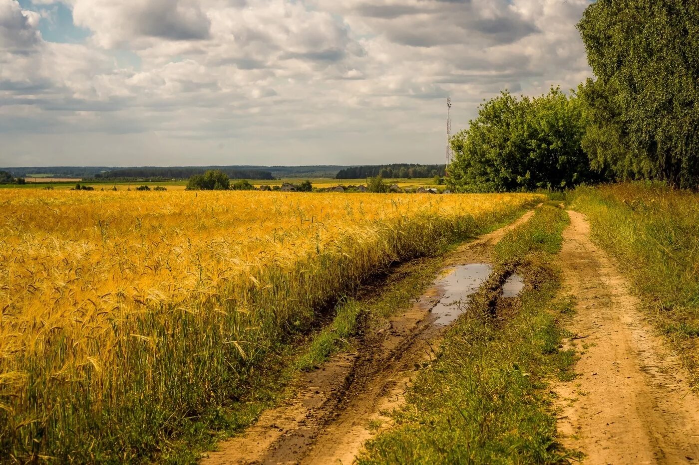 Сельская дорога. Деревенская дорога в поле. Проселочная дорога. Полевая дорога. The road in the rye