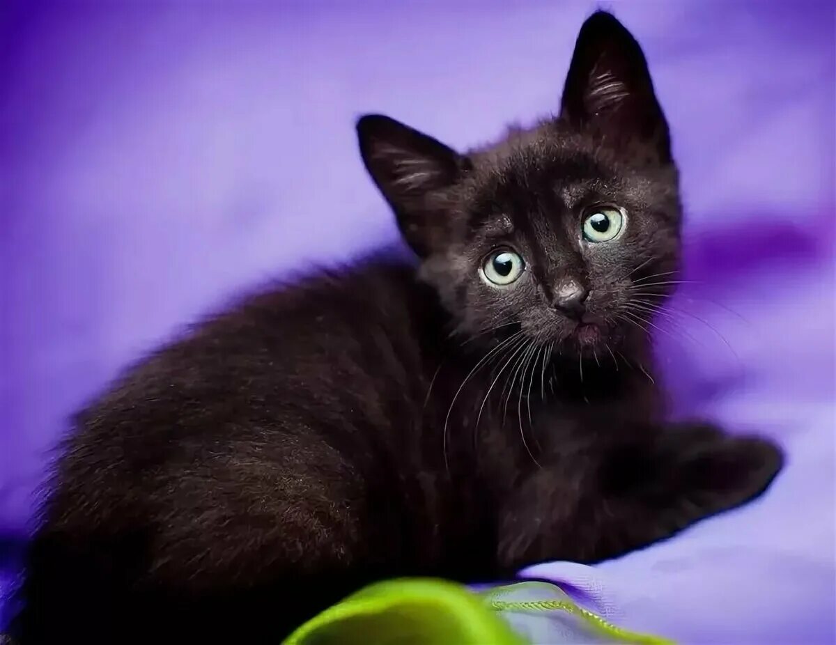 Черный котенок. Британские чёрные котята с голубыми глазами. Самый красивый черный котенок. Темно дымчатый котенок. Черные котята в добрые