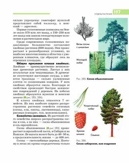 Травы внешние признаки