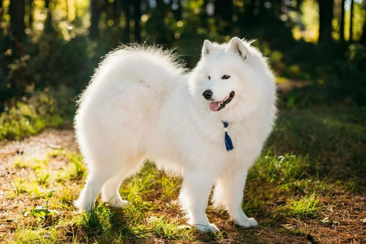 Большая белая собака. Самоедская овчарка. Самоедская лайка рыжая. Самоед рыжий. Рыжий самоед собака.
