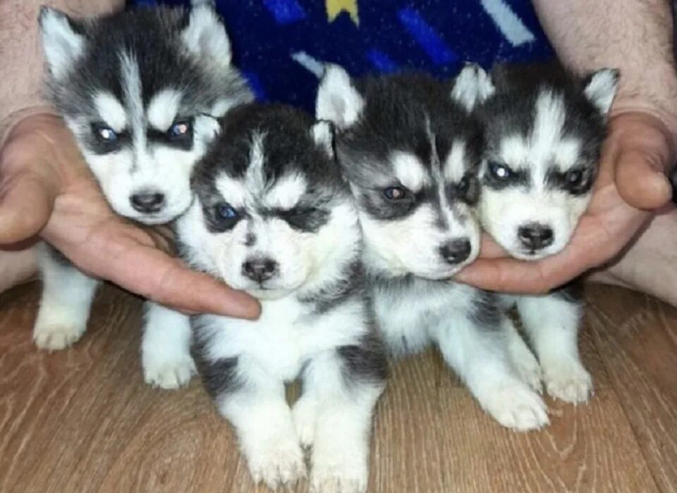 Хаски фото. Хаски на аляске. Как дрессировать хаски. Реклама сноу имидж 2015 мирный. Продаются щенки хаски.