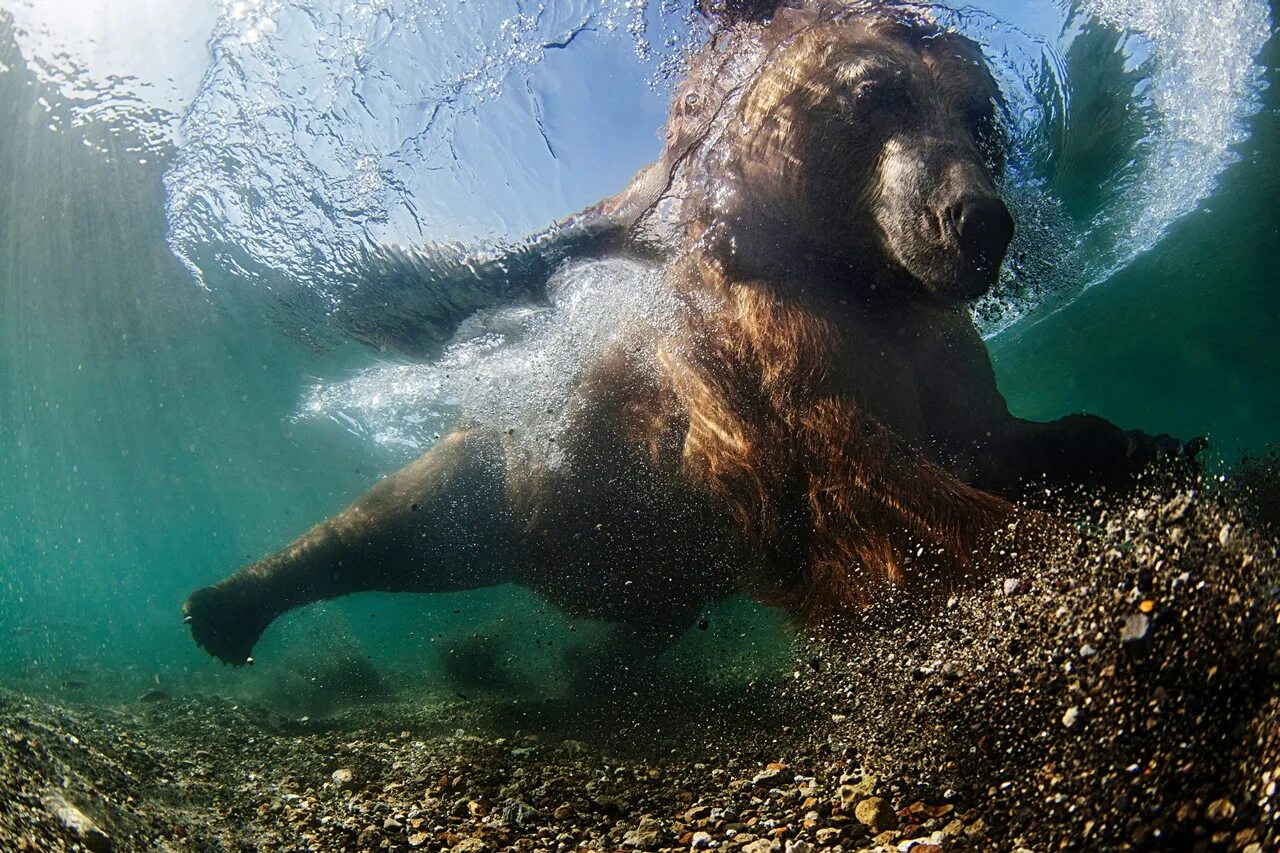 Лучшие ото. Морской заповедник Саут-Уотер-Кей,. Животные в воде.