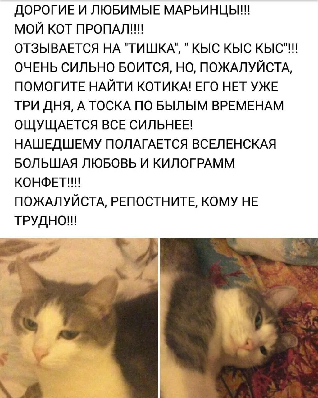 Положил котенка на пеленку песня. Котенок не реагирует. Демонёнок фото. Кошка которая заряжается. 2х дневные котята.