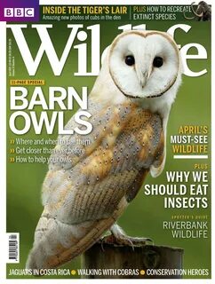 Bbc wildlife