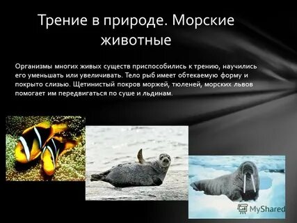 Обтекаемая форма рыбы