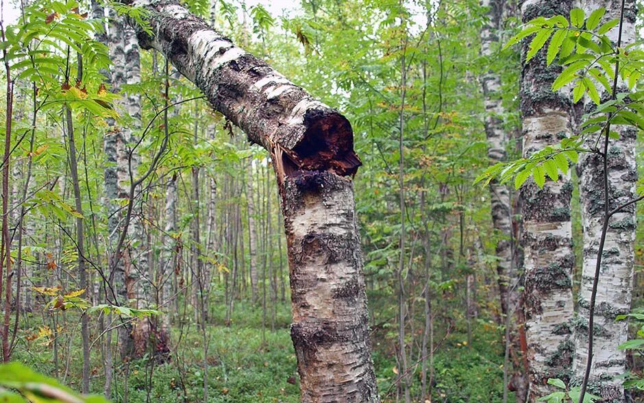 Чага в лесу. Чага на Березе. Inonotus obliquus. Сломанная береза. Поломанная береза.