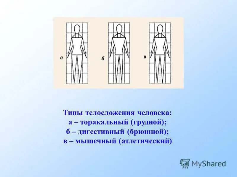 Основные виды человека