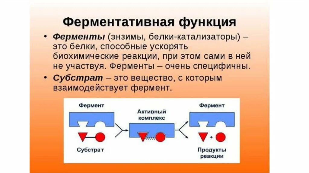 Ферментативная функция белков состоит в. Ферментативная реакция белков. Функции белков ермента. Ферментативная функция белков. Фермениатмвная функия.