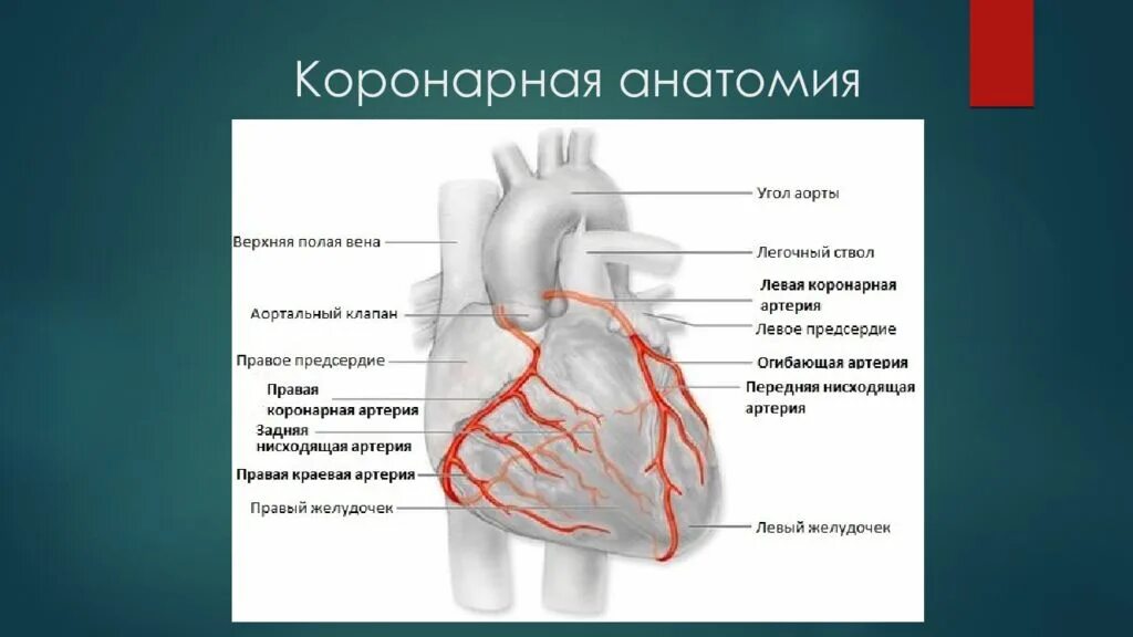 Коронарные артерии кровоснабжают. Коронарные артерии на коронарографии. Анатомия коронарных артерий. Топография коронарных артерий.