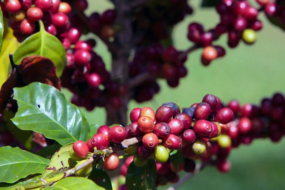 Кофейные плоды. Кофейное дерево (Coffea). Кофейное дерево Арабика. Coffea Arabica дерево. Кофейное дерево Аравийское Фармакогнозия.