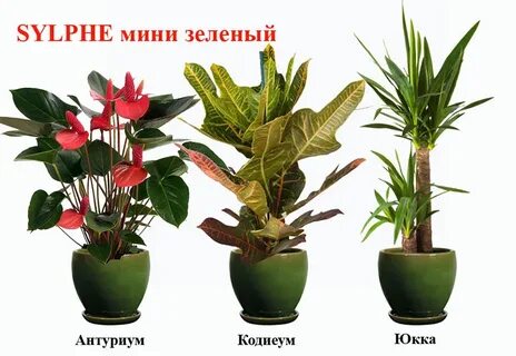 Антуриум почва