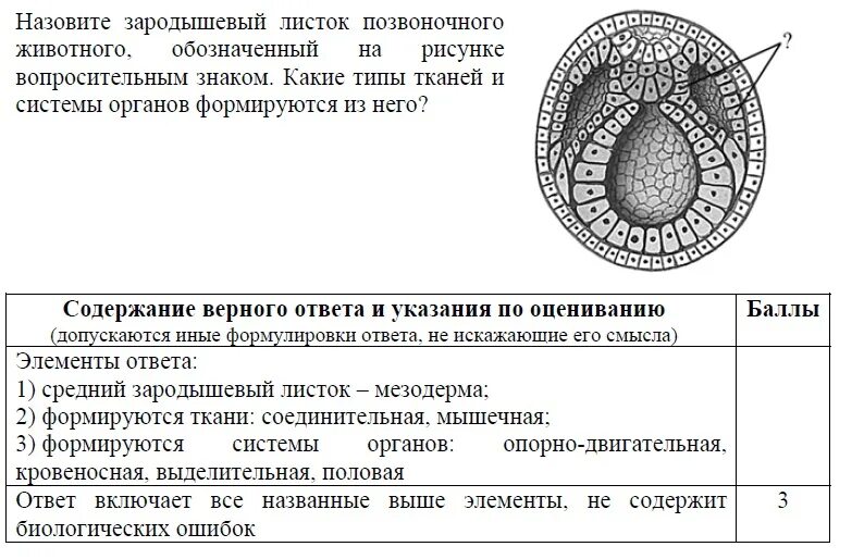 Какой зародышевый листок формируется на стадии. Строение зародышевых листков эмбриона. Гладкая мускулатура зародышевый листок. Строение зародышевого листка ЕГЭ. Зародышевые листки ЕГЭ задания.