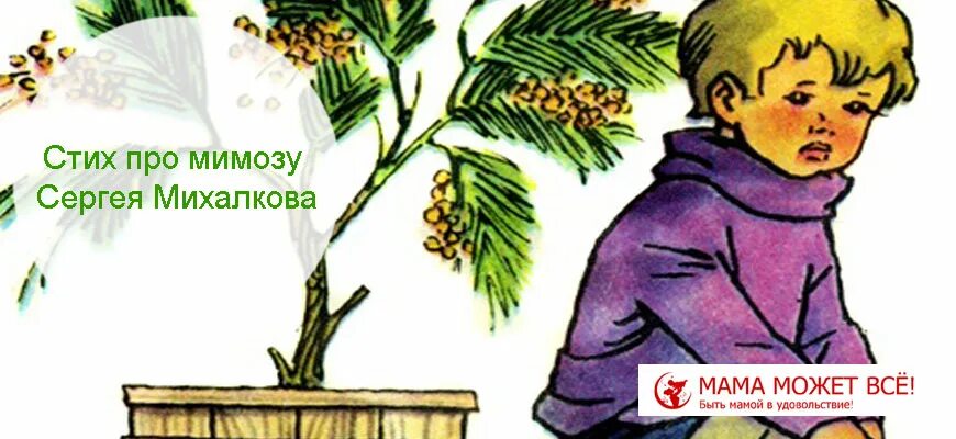 Про мимозу читать. Михалков про мимозу для детей. сергея михалкова про мимозу.