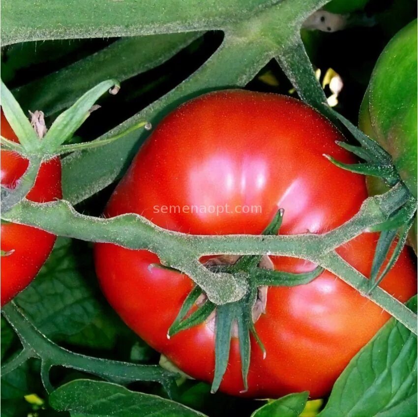 Томат круглый робин. Томат растение. Томат черри турбореактивный. Томат "мастер гарден f1". Томат сибирский скороспелый.