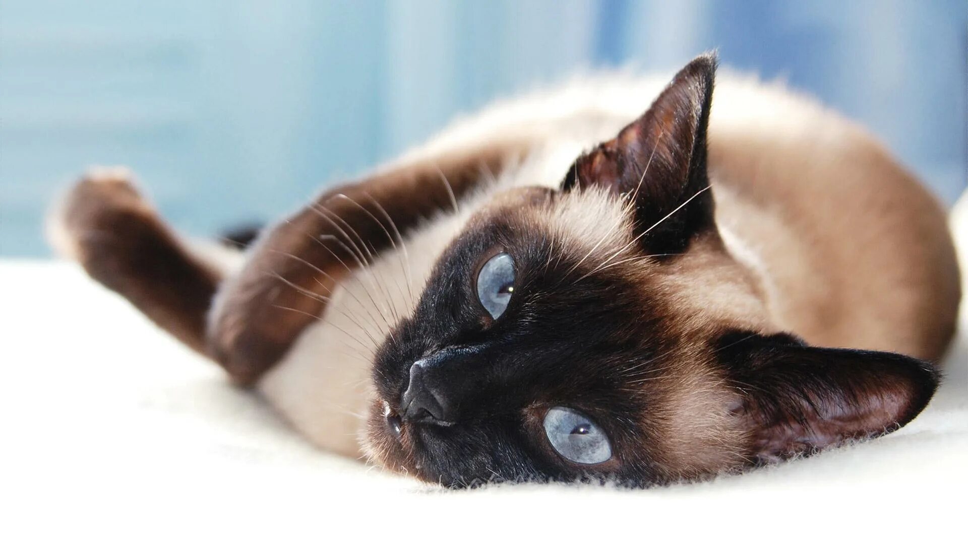 К чему снится сиамская кошка. Сиам кошка сиамская. сиамская кошка короткошерстная. сиамские котята.