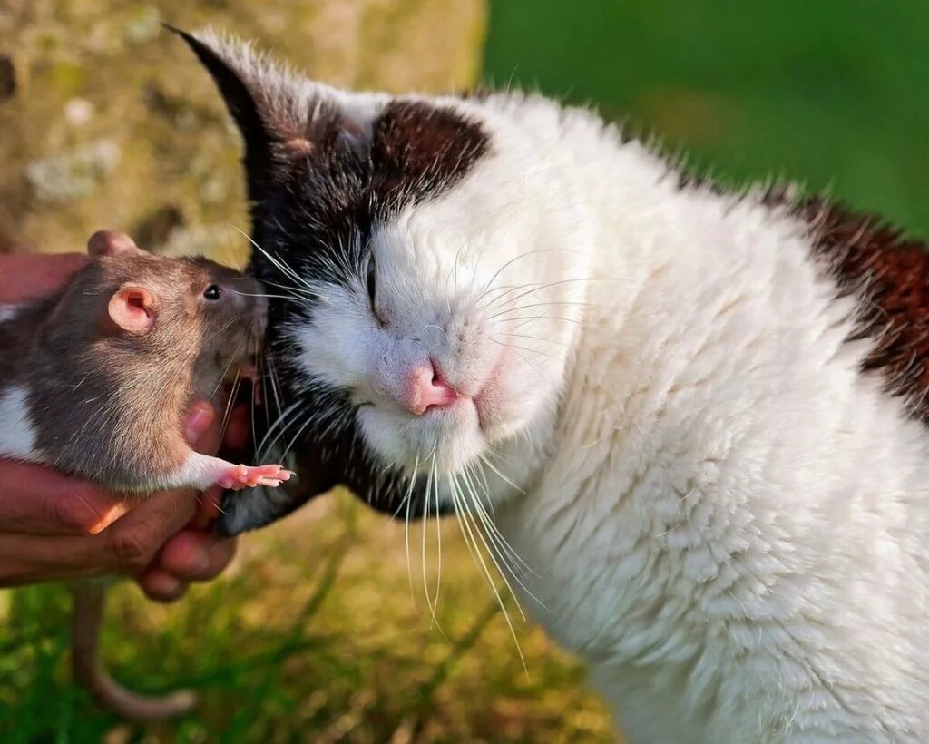 Добрейшее смешное видео. Забавные животные. Прикольные картинки с животными. Смешные картинки животных. Кот и крыса.