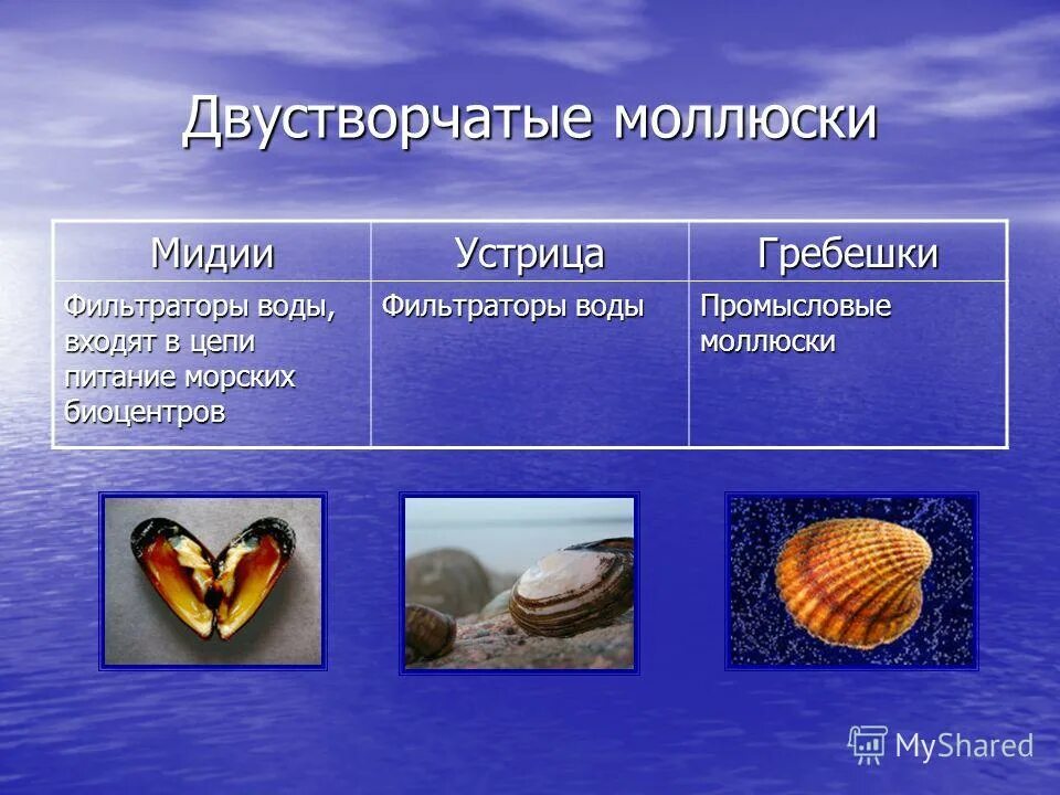 Ракушка значение