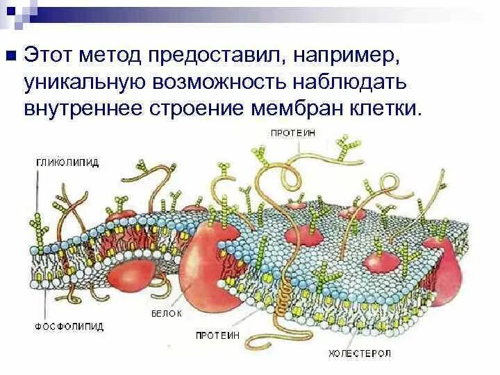 Метод замораживания-скалывания. Метод замораживания-скалывания клетки. Замораживание скалывание. Метод замораживания в цитологии.