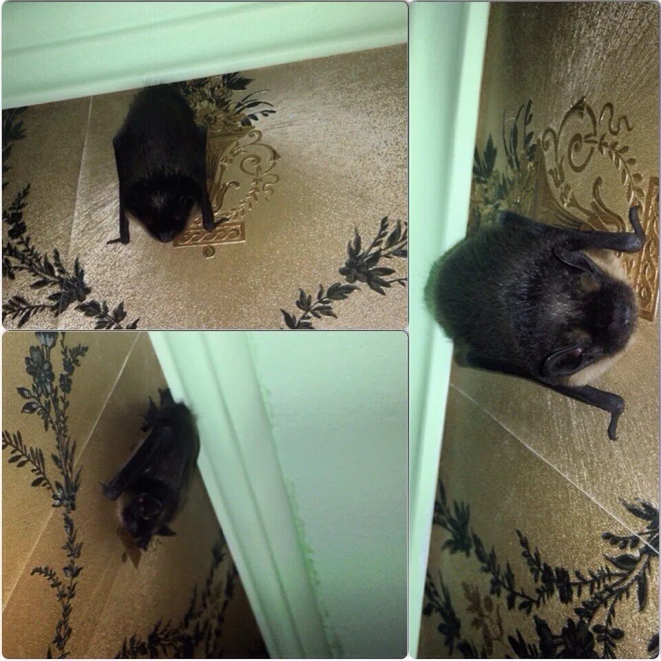 Мышь в квартире. Летучая мышь в квартире. Черная мышь в квартире. Залетает в дом летучая