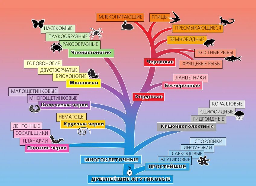 Эволюционное Древо типа хордовых. Эволюционное Древо животных 7 класс биология. Эволюционное Древо животных биология 8 класс. Эволюция беспозвоночных схема. Последовательность появления групп организмов