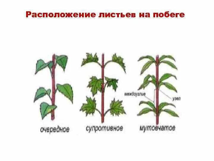 Расположение листьев на побегах называют