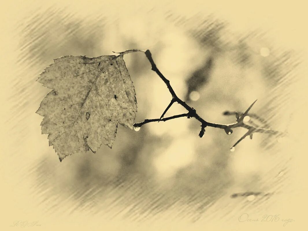 картинки одинокий листок. осенний листок макро. одинокий лист трепетался. одинокий листик. одинокий листик.