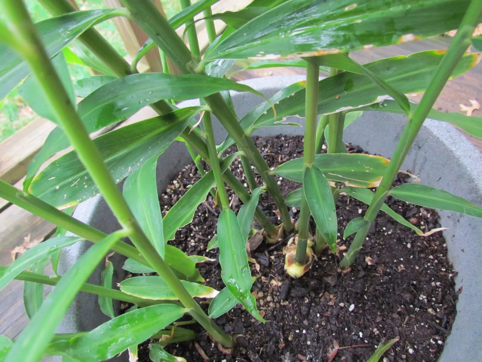 имбирь прорастить. имбирь дома в горшке вырастить. имбирь дома в горшке вырастить. вырастить имбирь. имбирь всходы.