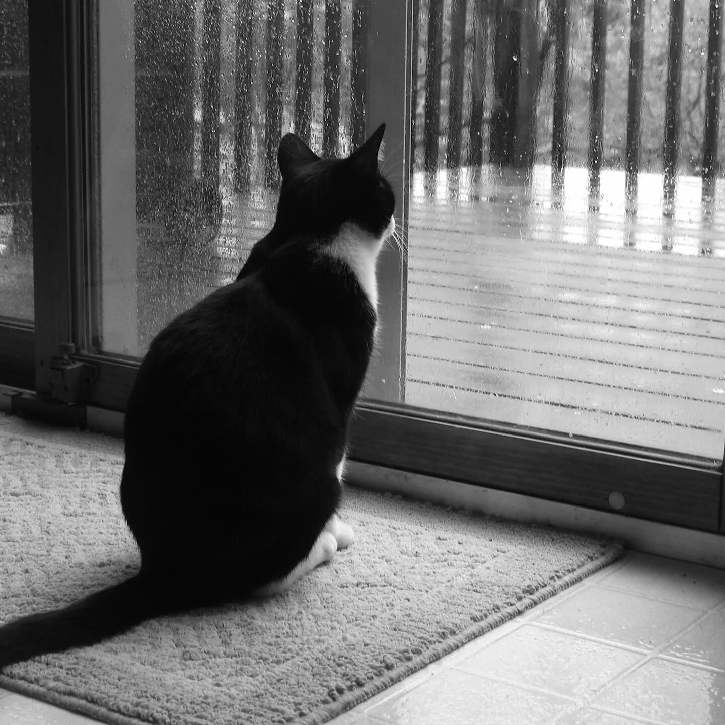 Одинокий кот. Одинокая кошка. Грустный одинокий кот. Кот сидит на окне. Грустное про кошек