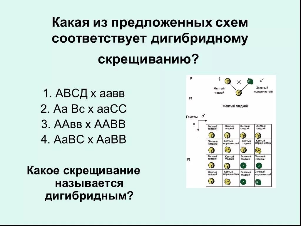 Составить задачу на дигибридное скрещивание. Схема генетики дигибридное скрещивание. Дигибридное скрещивание примеры задач. Задачи на дигибридное скрещивание 9 класс. Генетика пола задачи дигибридное скрещивание.