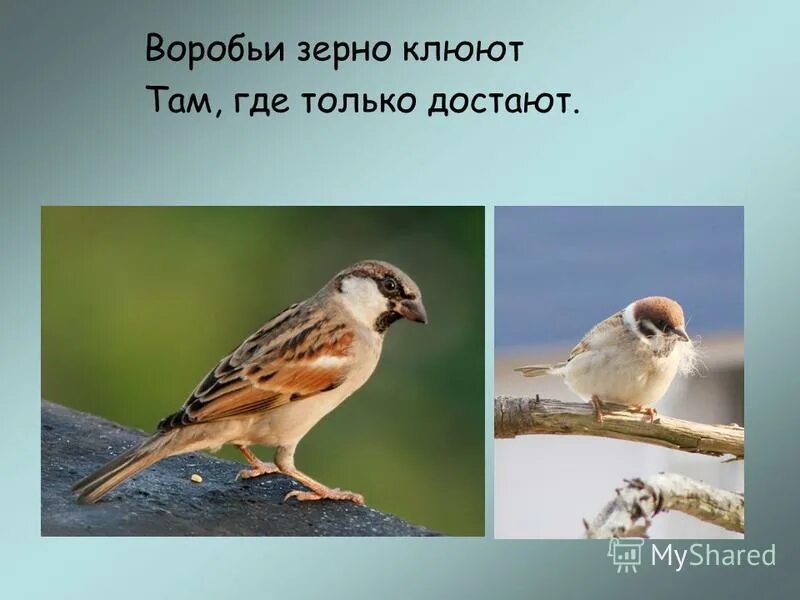 Курочки клюющие зерно. Синтетический разбор. Пословицы и поговорки о хлебе. Разбор предложения. Клевали зерна полагалось верить понятно.