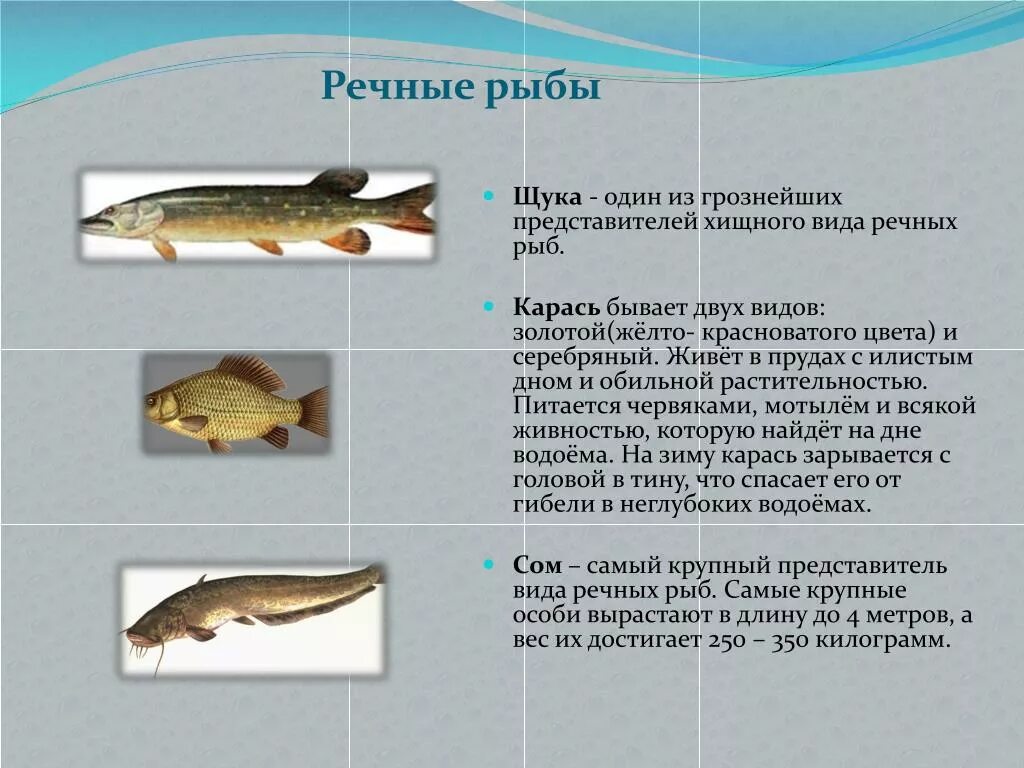 Рыбы доклад 7 класс. Презентация на тему речные рыбы. Сообщение о рыбе. Рыба для презентации. Сообщение на тему Пресноводные рыбы.