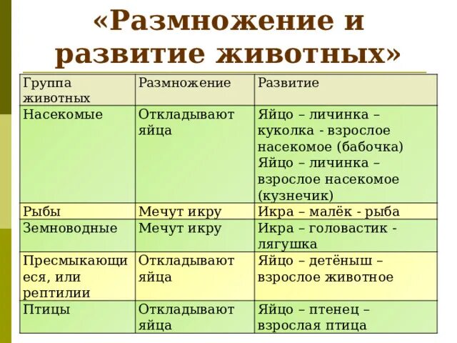 Размножение и развитие животных 8 класс. Группа животных размножение развитие. группа животных насекомые размножение развитие. группа животных размножение развитие таблица. какие группы животных откладывают яйца.