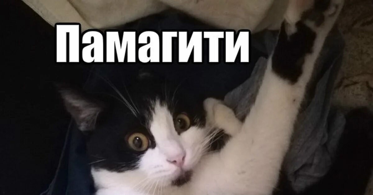 А по могите. Помогите мем. кот помогите. котик мем. помогите мем кот.