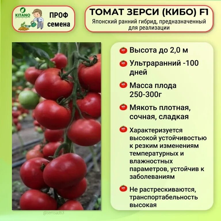 Томат безголовый. Томат зерси кибо f1.kitano. томат дей хуанчи. томат гарцфоер f1. помидоры в пятерке.