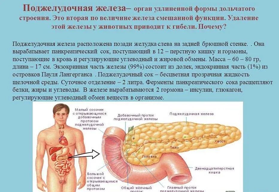 Болит поджелудочная что делать. Психосоматика болезней поджелудочной железы. Поджелудочная железа расположена. Поджелудочная железа орган. Формы поджелудочной железы.