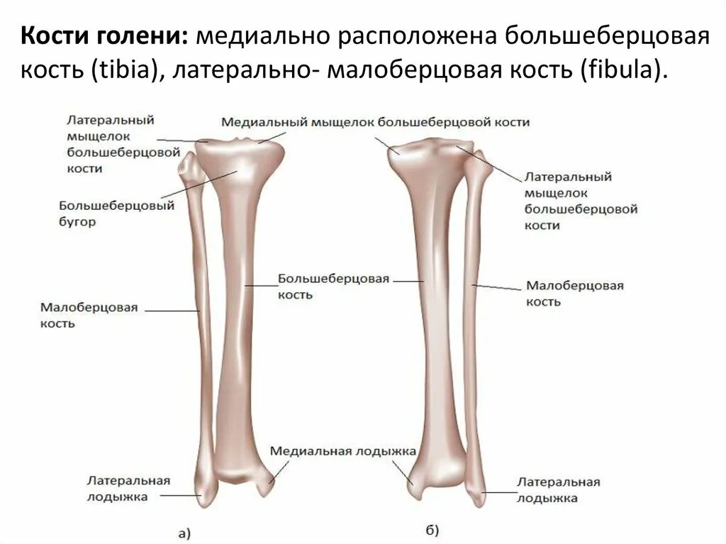 Латеральный мыщелок большеберцовой. Кости голени малоберцовая кость. Малая берцовая кость головка. Большая и малая берцовая кость. Строение большеберцовой кости.