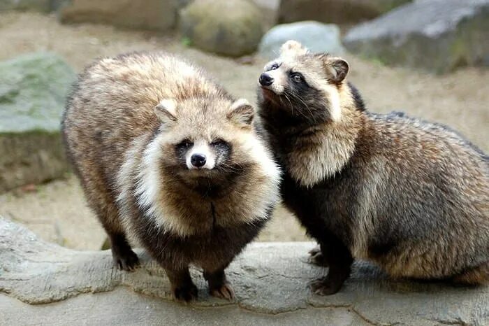 Танука фото. Енотовидная собака в крыму. Енотовидная собака / тануки енотовидная собака / тануки. Японский енот тануки. Танука фото.