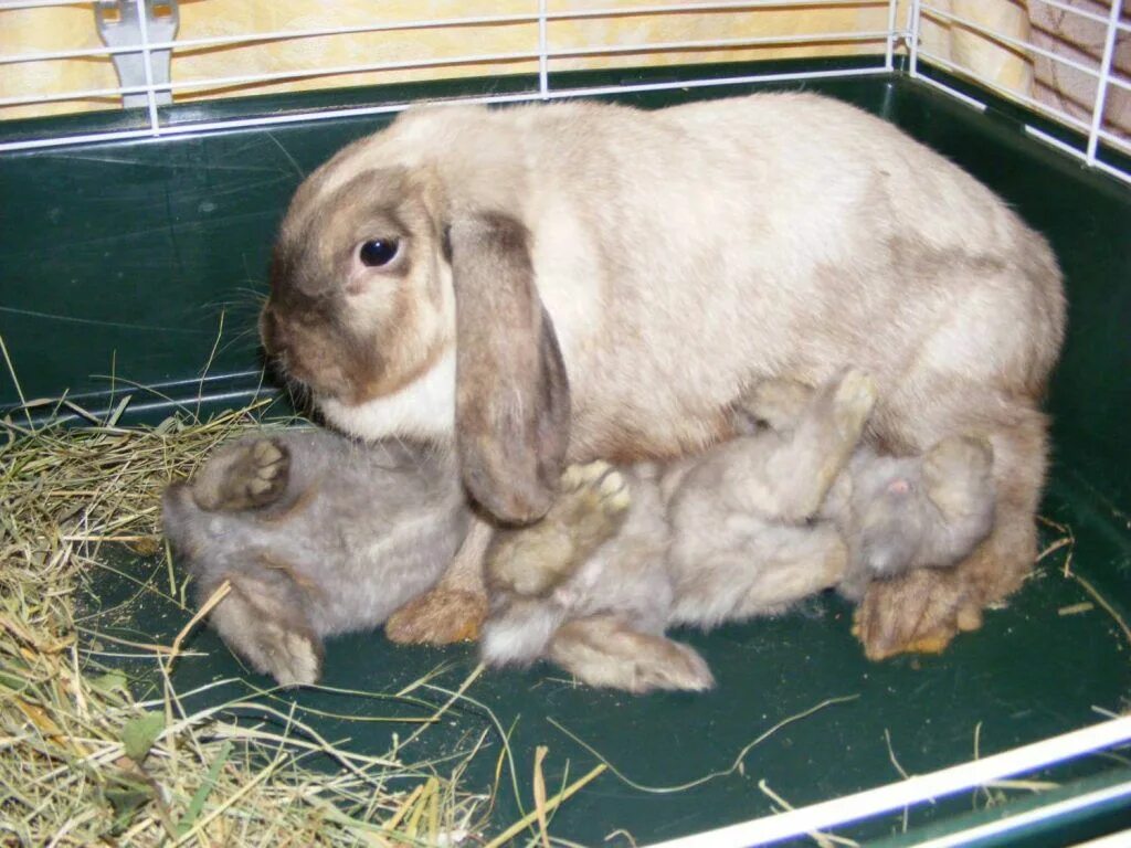 Сколько беременность у кроликов. Кролик фландер баран.