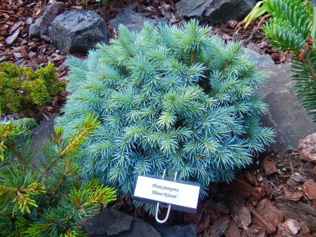 ель колючая bialobok. ель колючая глаука глобоза. ель колючая rio grande. Picea pungens 'montgomery' ель колючая монтгомери. ель блю picea.