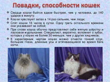 Какие повадки у кошки